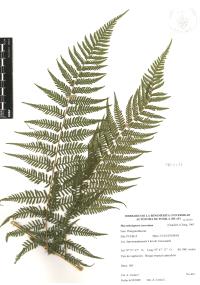 Macrothelypteris torresiana image